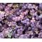 New Zealand Burr Seeds - Acaena Inermis Purpurea