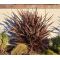 New Zealand Flax Purple Seeds - Phormium Tenax Purpureum