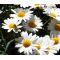 Ox-Eye Daisy Seeds - Leucanthemum Vulgare