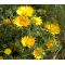 Palm Springs Daisy Seeds - Cladanthus Arabicus