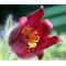 Pasque Flower Red Seeds - Pulsatilla Vulgaris Rubra