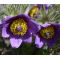 Pasque Flower Violet Seeds - Pulsatilla Vulgaris