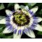 Passion Flower Blue Seeds - Passiflora Caerulea