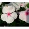Periwinkle Dwarf Little Bright Eyes Seeds - Catharanthus Roseus