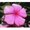 Periwinkle Dwarf Pink Little Delicata Seeds - Catharanthus Roseus