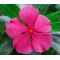 Periwinkle Dwarf Rose Little Linda Seeds - Catharanthus Roseus