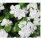 Periwinkle Dwarf White Little Blanche Seeds - Catharanthus Roseus