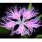 Pink Fringed Seeds - Dianthus Superbus