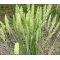 Prairie Junegrass Seeds - Koeleria Cristata
