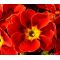 Primrose English Accord Scarlet Seeds - Primula Vulgaris