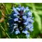 Prunella Self Heal Light Blue Seeds - Prunella Grandiflora