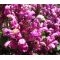 Prunella Self Heal Red Purple Seeds - Prunella Grandiflora Rubra