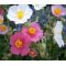 Rock Rose Common Mutabile Mix Seeds - Helianthemum Nummularium