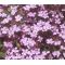 Rock Soapwort Pink Seeds - Saponaria Ocymoides