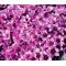 Rockfoil Rose Robe Seeds - Saxifraga Arendsii