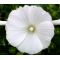 Rose Mallow White Seeds - Lavatera Trimestris