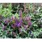 Sage Seeds - Salvia Officinalis