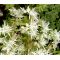 Sedum Cliff Stonecrop Seeds - Sedum Glaucophyllum