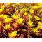 Sedum Oregon Stonecrop Seeds - Sedum Oreganum