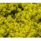 Sedum Yellow Stonecrop Seeds - Sedum Ellacombianum