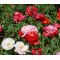 Shirley Poppy Double Mix Seeds - Papaver Rhoeas