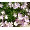 Showy Evening Primrose Seeds - Oenothera Speciosa