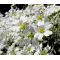 Snow in Summer Seeds - Cerastium Tomentosum