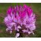 Spider Flower Violet Queen Seeds - Cleome Hassleriana