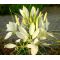 Spider Flower White Queen Seeds - Cleome Hassleriana