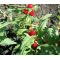 Spinach Strawberry Sticks Chenopodium Foliosum Seeds