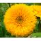 Sunflower Teddy Bear Helianthus Annuus Seeds