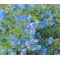 Viper's Bugloss Blue Bedder Dwarf Seeds - Echium Plantagineum