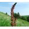 Viper's Bugloss Red Russian Seeds - Echium Russicum Rubrum