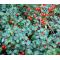 Wintergreen Creeping Seeds - Gaultheria Procumbens