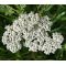 Yarrow White Seeds - Achillea Millefolium
