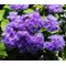 Ageratum Blue Seeds - Ageratum Mexicanum
