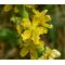 Agrimony Cocklebur Seeds - Agrimonia Eupatoria