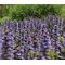 Ajuga Bugleweed Seeds - Ajuga Reptans