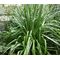 Astelia Shore Seeds - Astelia Banksii