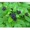 Baneberry Black Seeds - Actaea Spicata