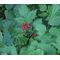 Baneberry Red Seeds - Actaea Rubra
