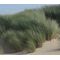 Beachgrass European Seeds - Ammophila Arenaria