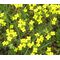 Bladderpod Greek Seeds - Alyssoides Utriculata