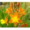 Bulbine Stalked Avera Sunset Orange Seeds - Bulbine Frutescens