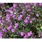Calamint Large Flowered Elfin Purple Seeds - Calamintha Grandiflora