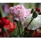 Carnation Mix Seeds - Dianthus Caryophyllus