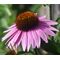 Coneflower Purple Seeds - Echinacea Purpurea