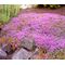 Creeping Thyme Dwarf Seeds - Thymus Serpyllum