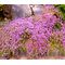 Creeping Thyme Bulk Seeds - Thymus Serpyllum