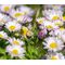 Daisy Mount Atlas Spring Carpet Seeds- Anacyclus Depressus